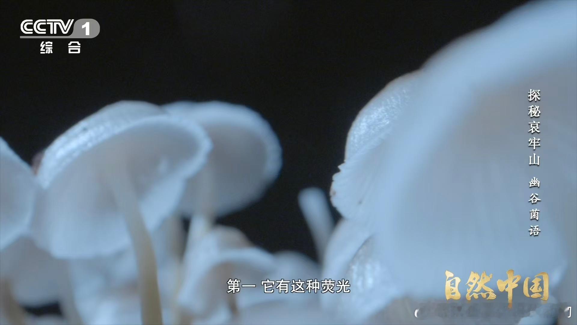 山里有天然小夜灯会发光的蘑菇你见过吗 云南哀牢山的夜，魔法悄然降临。荧光蘑菇点亮