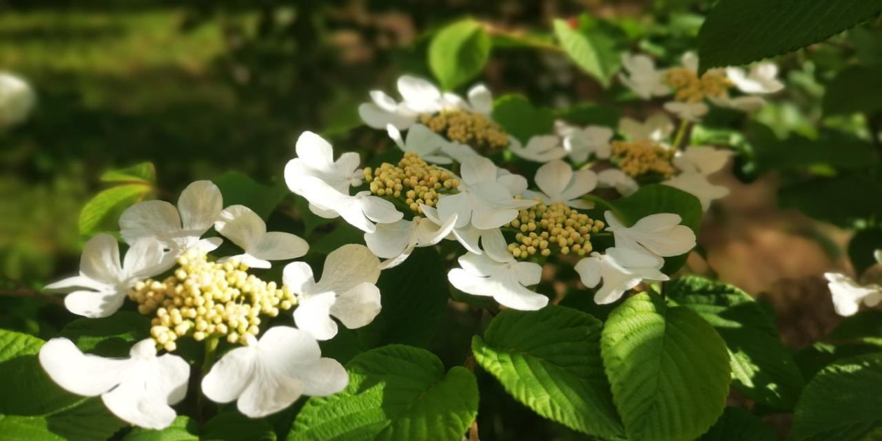 晒晒手机里最美的一张野花瞧一瞧，这是什么花，像飘在，浮动在绿叶之间。