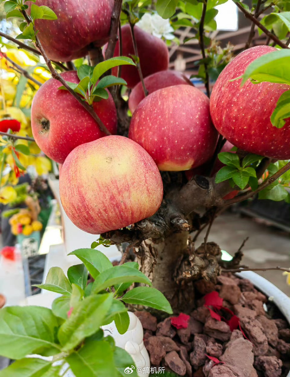 我们一直把苹果放反了水果不都是怎么稳怎么来吗，桃子底部凸起放不稳，大家才习惯性反