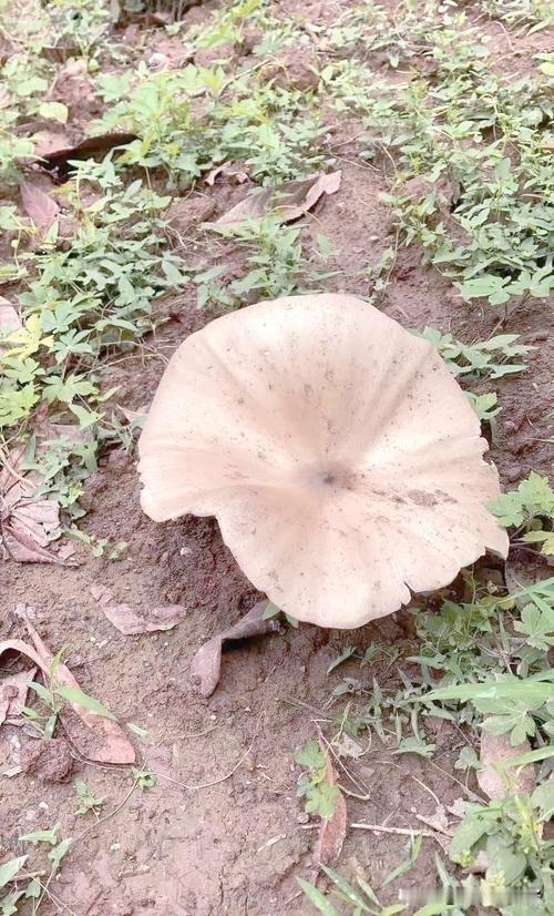 去年去云南旅游，当地老乡跟我说，普通人在家想种正宗野生鸡枞基本没戏。野生鸡枞得靠