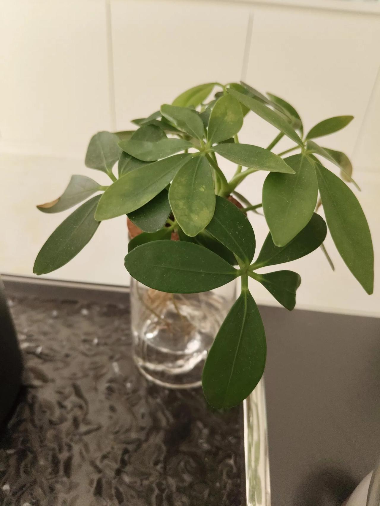 给绿植浇浇水、擦擦叶，看新芽冒头、枯叶脱落，感受生命的细碎美好，零成本却超治愈。