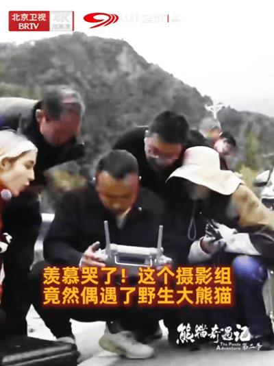 节目组四川录制偶遇野生熊猫《熊猫奇遇记》第二季四川录制现场惊现野生大熊猫！镜头远