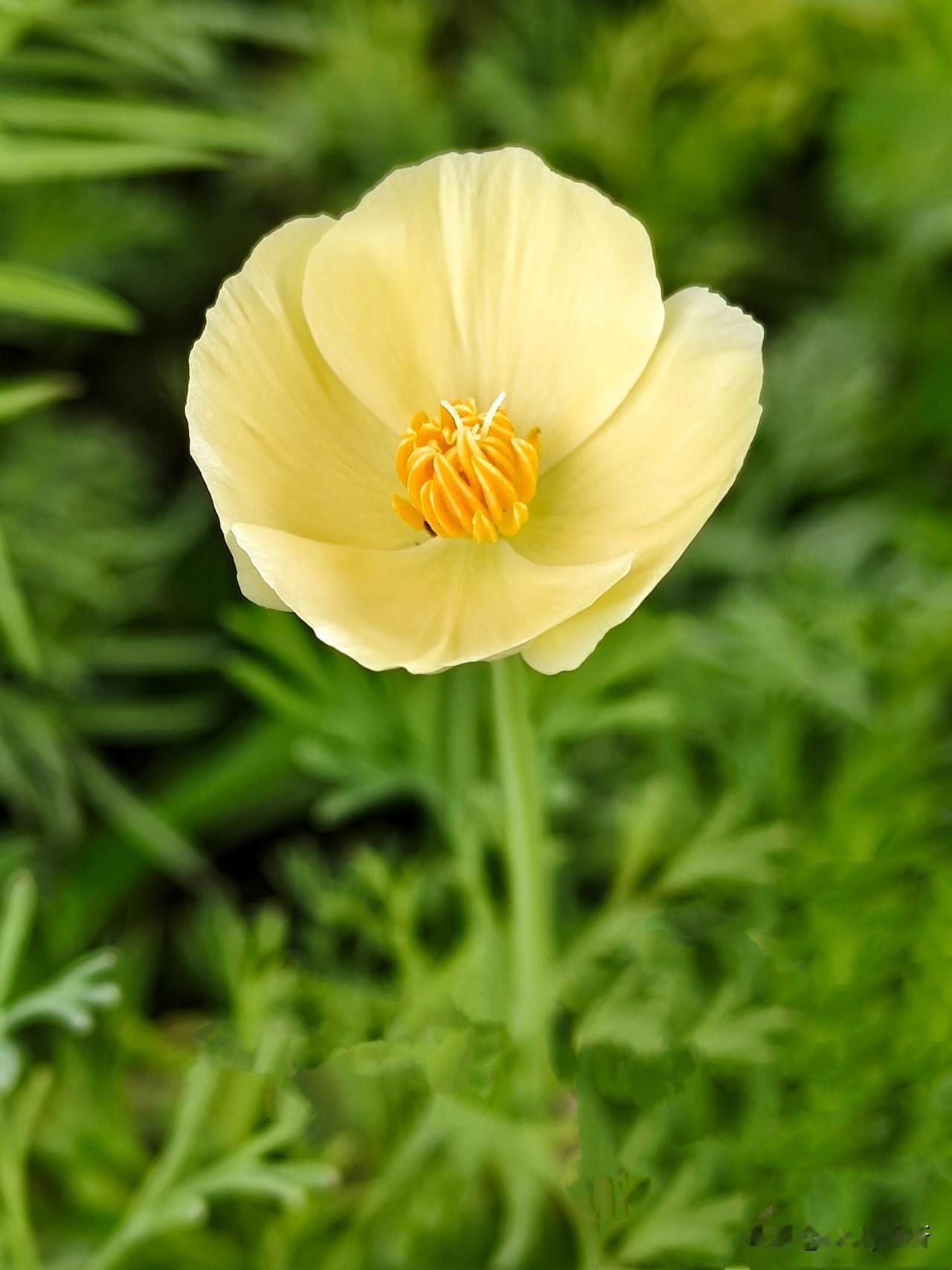 花菱草，又名加州罂粟、金英花，是罂粟科花菱草属的草木植物，原产于美国加利福尼亚洲