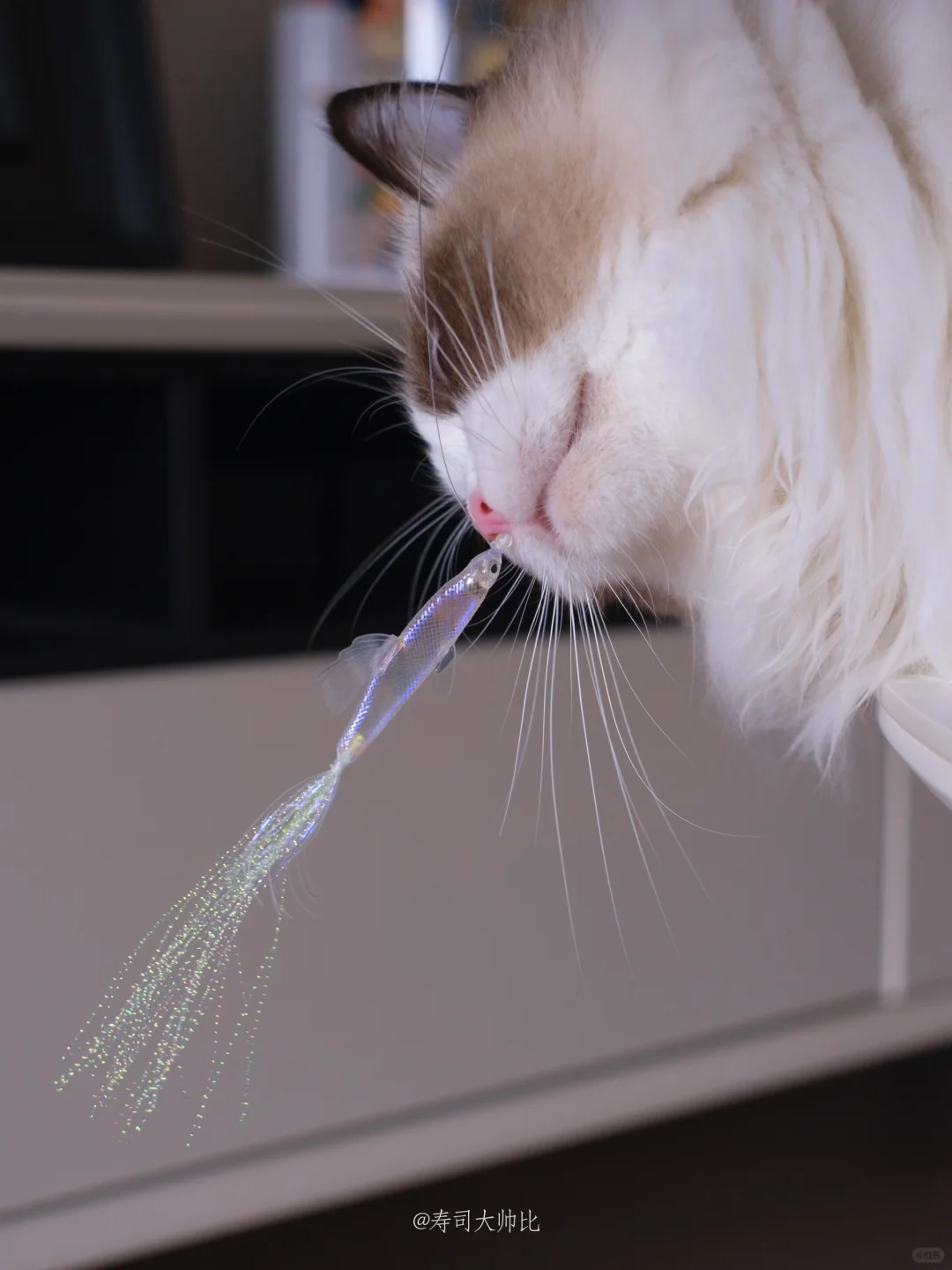 如果小猫咪只能拥有一条小鱼