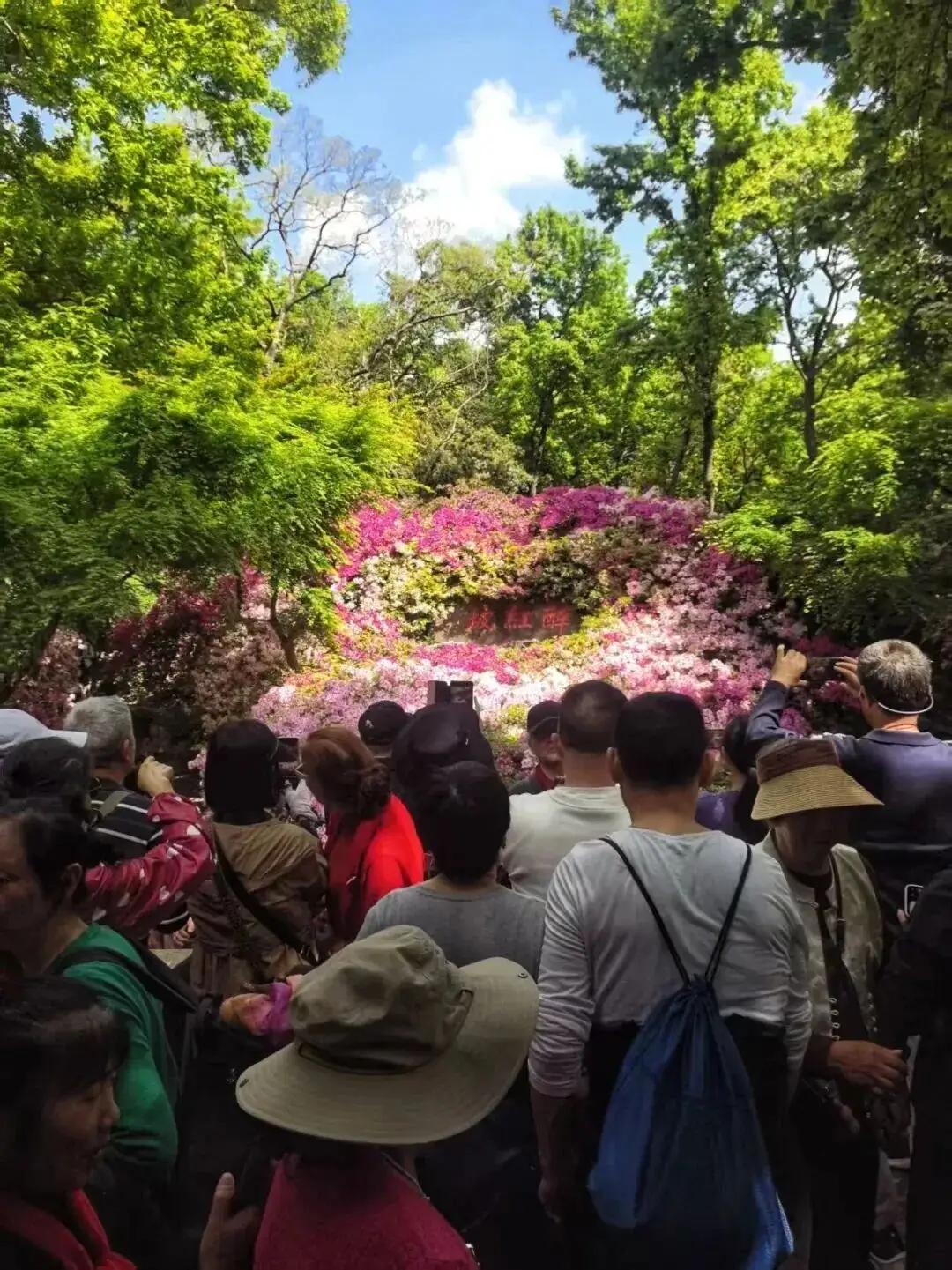 无锡人藏了44年的后花园，这回彻底藏不住了。

刚过去的周末，中国杜鹃园两天涌进