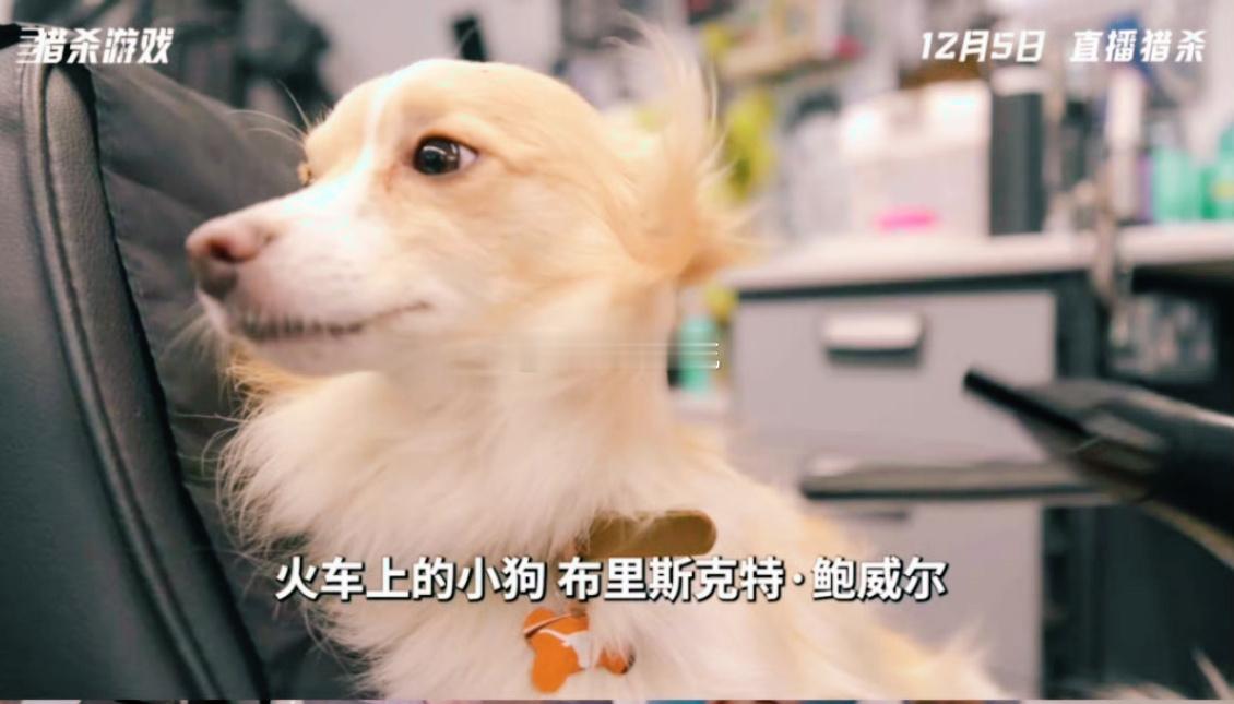 格伦·鲍威尔的硬汉柔情也太戳人了！片场不仅把毛孩子带在身边，还精心准备定制装，更