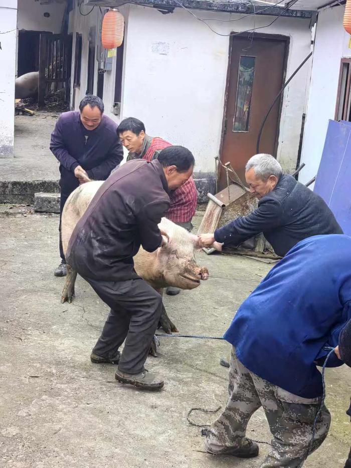 我吃到了小时候猪肉的味道！

上两天表姐打电话，让我回老家吃肉去，表姐说她家养了