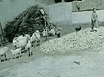 救命！这大概是年度最倒霉的一天！
      走过玉米晒场而已，居然被一只公鸡和