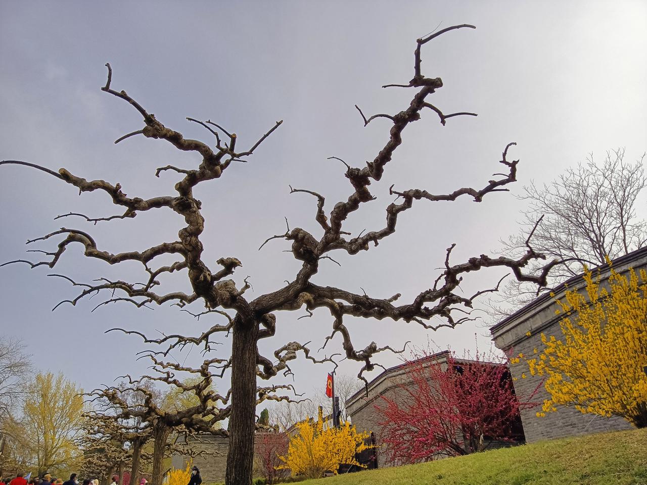 分享你旅游时拍的照片“龙爪槐”——今年五一拍摄于北戴河。