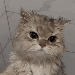 听说接下来有五个微商代言，全是FlowerMother投资的，韭菜盒子准备好了吗