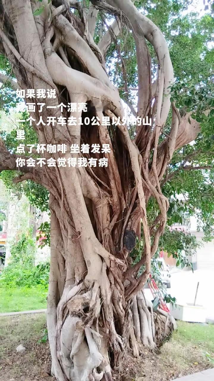 大树之根 真实生活分享计划