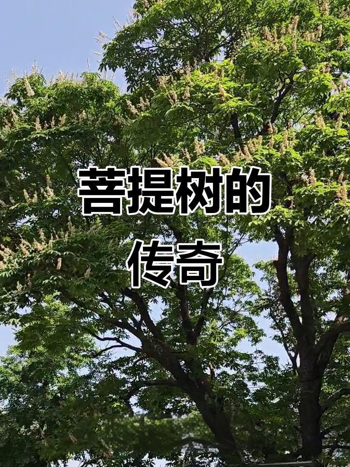 皆知洛阳牡丹花，
姚黄魏紫堪奇葩；
赵粉豆绿谁不识，
伊阙洛邑遍万家。

国色天