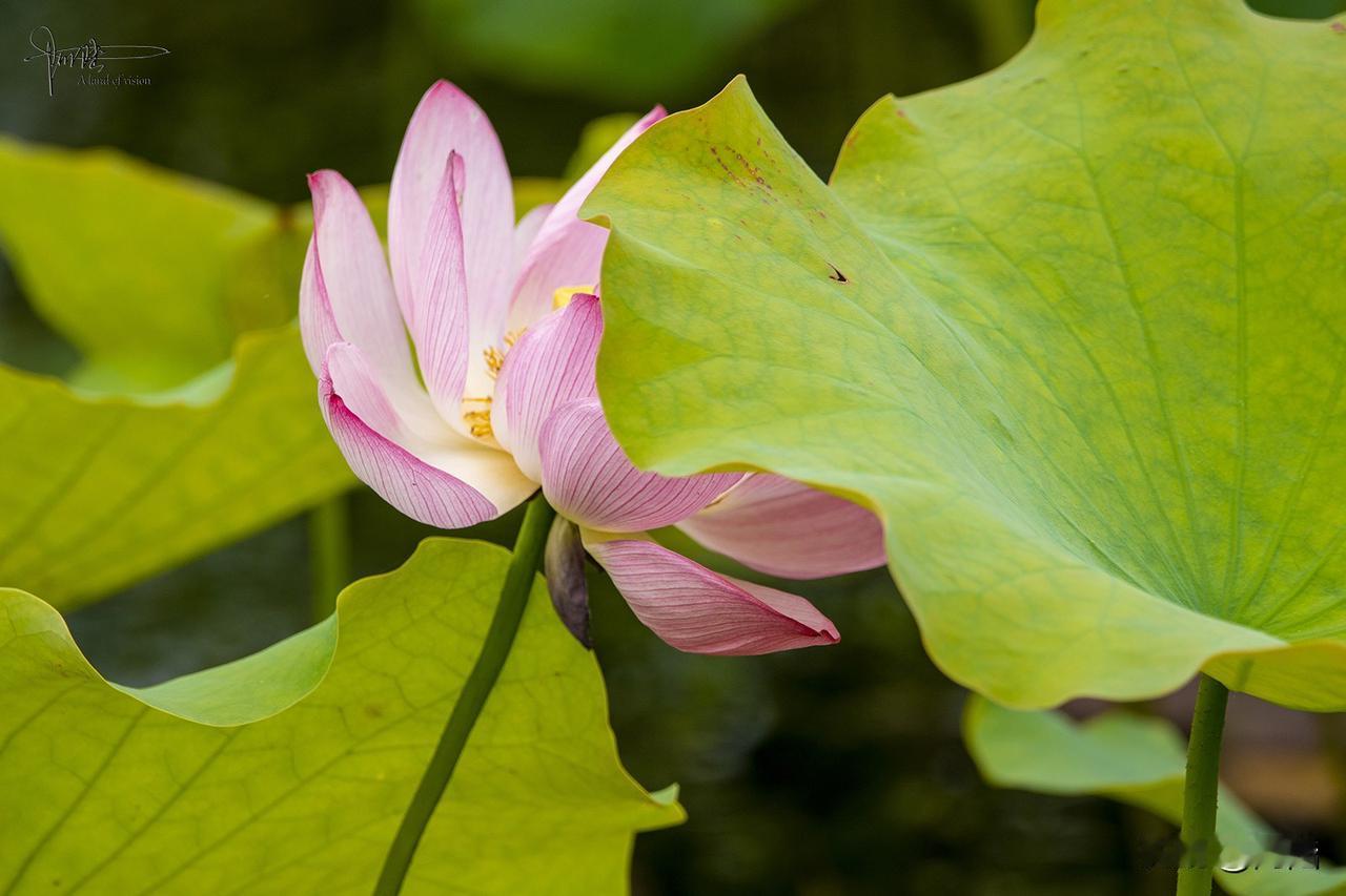 灼灼骄阳下，满湖碧叶如浪翻涌，层层叠叠直铺向云水尽头。杨万里那句“接天莲叶无穷碧