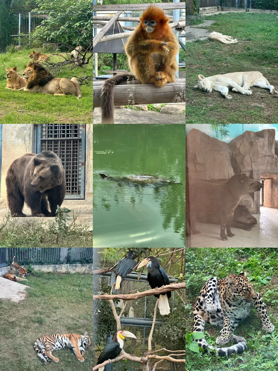 上方山动物园除了斑鳖还真是乏善可陈