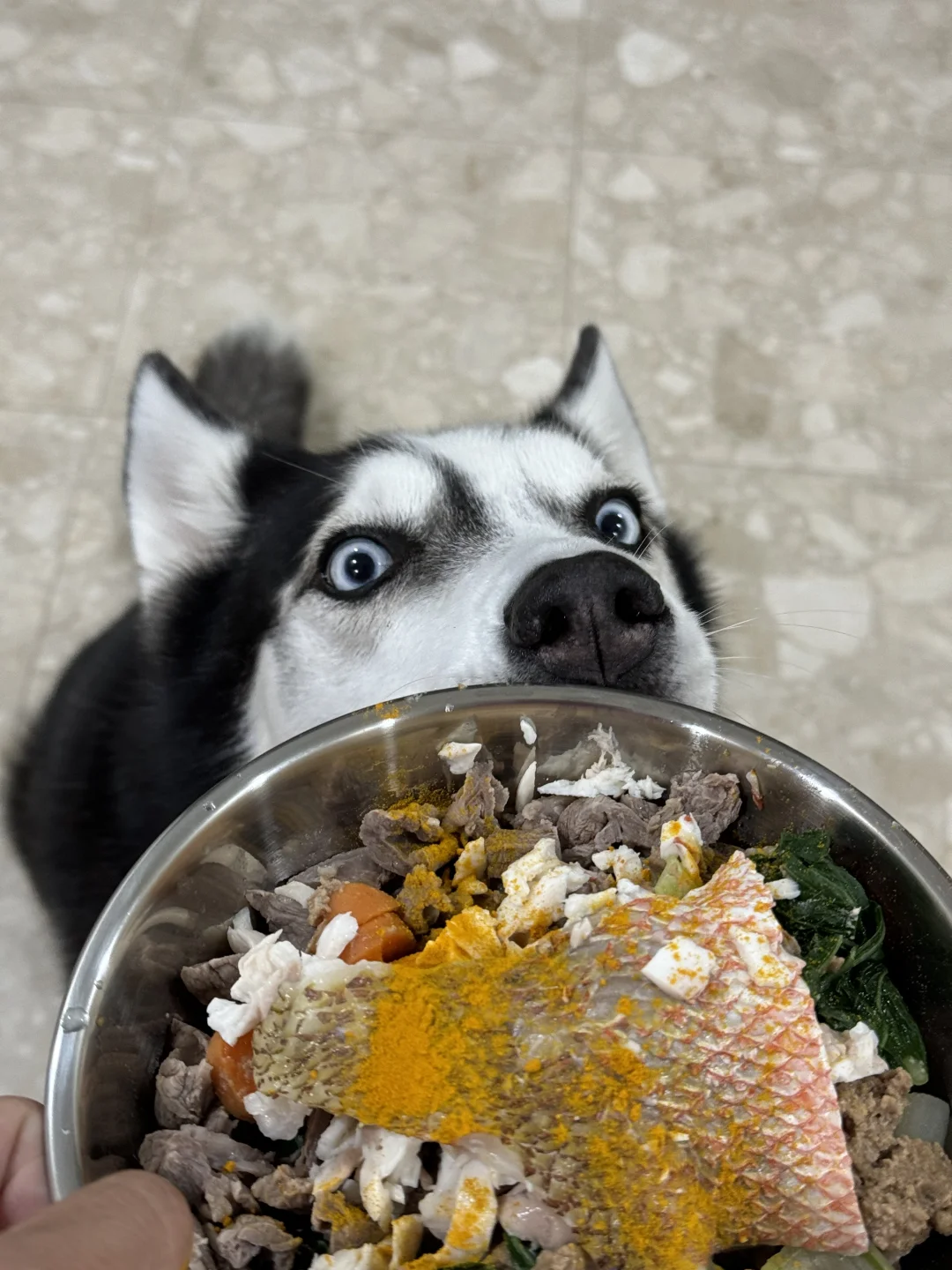 这么可爱的小狗谁能不喜欢