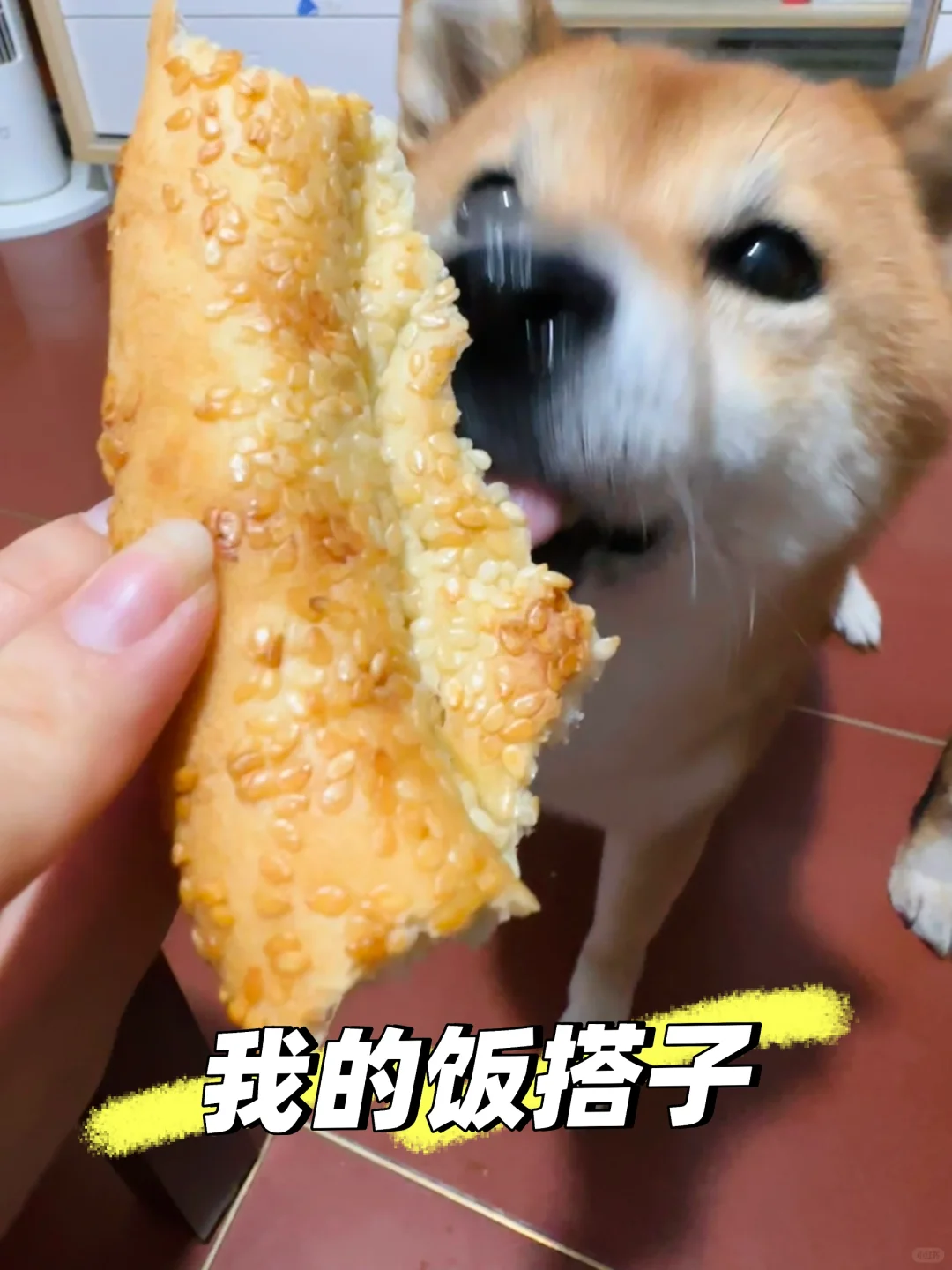 饭搭子小狗