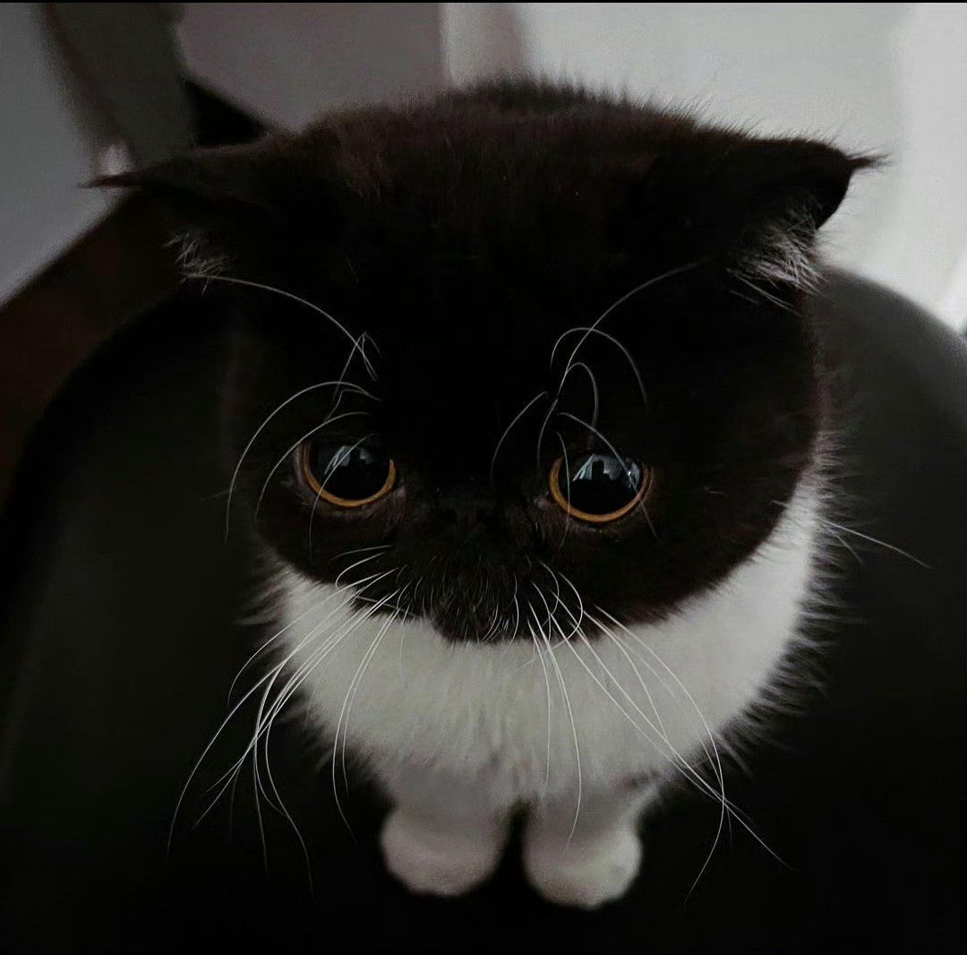 【奶牛猫】妈妈，我还没吃饭🥹 
