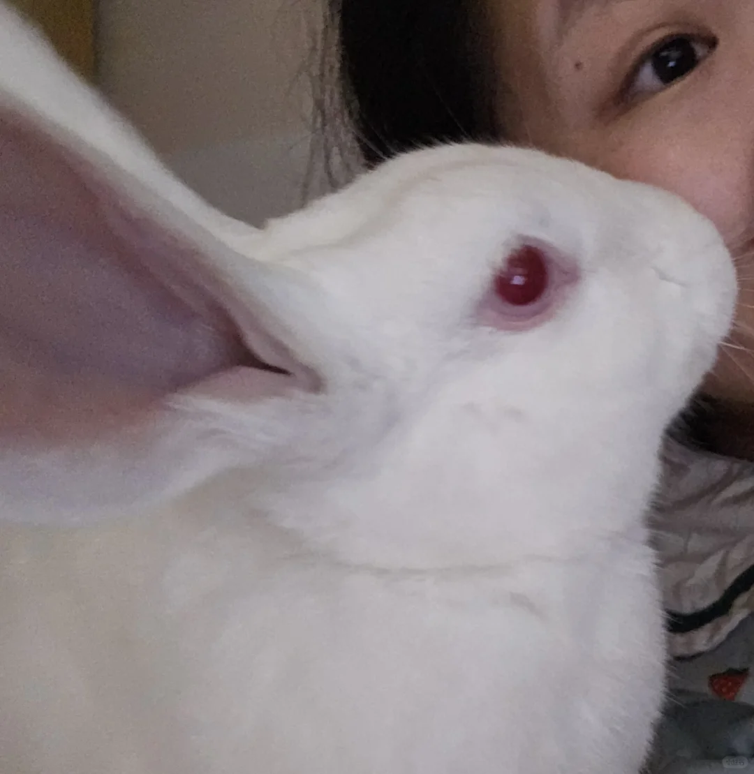 小兔子超爱人类！