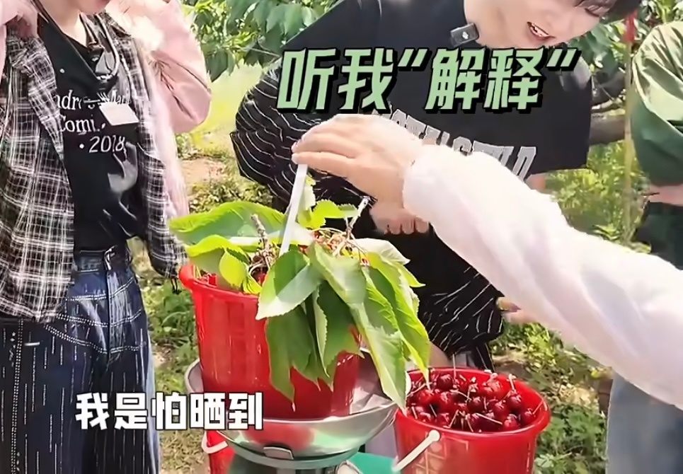 笑死我了连摘了一堆树枝下来，文文说：这是怕樱桃晒到！！！！！ 
