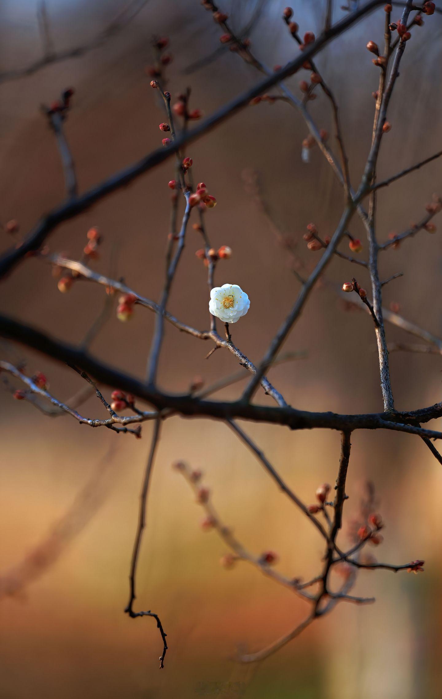 小菌 暗香浮动时，相思凭风寄，梅开，君知！ 