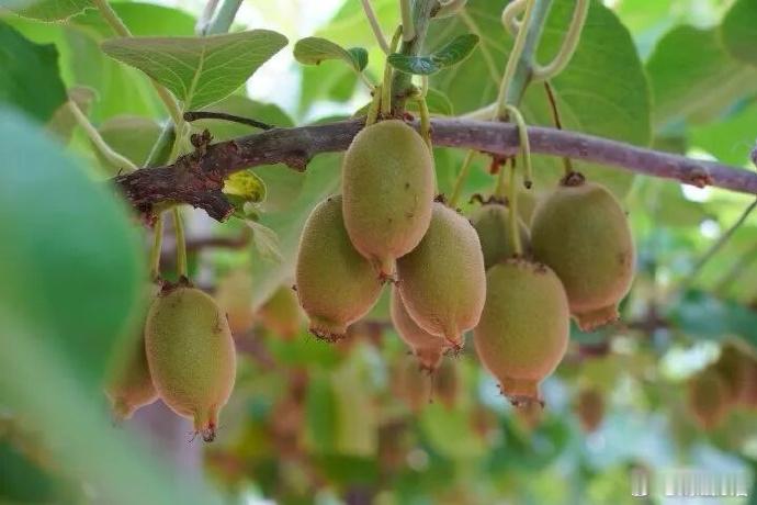 小小猕猴桃变身台州天台共富金果子 天台的山风养出甜香猕猴桃，小小果子牵起乡亲的手