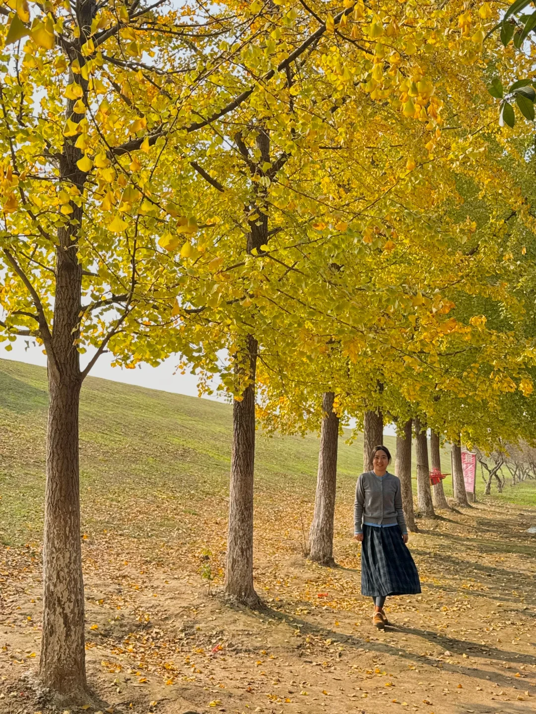 武汉银杏🍂不敢想象这里全黄之后有多美…
