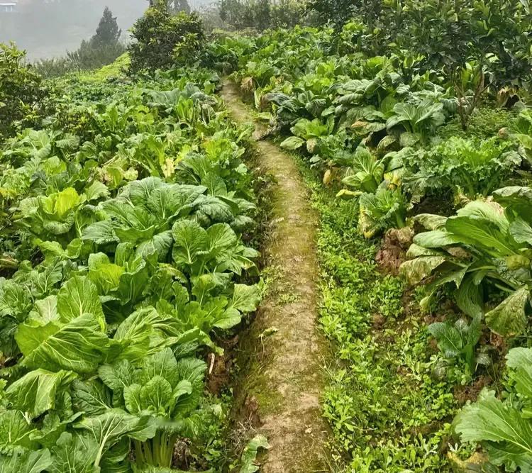 一直很好奇，大山上面种的蔬菜和山下种的蔬菜，是不是山上面的蔬菜味道要更加好吃呀？