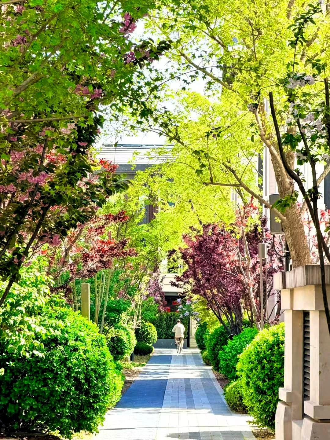 每日一图随手拍闺女小区里的春日风光：阳光洒满的林荫小道，花开满枝，风光旖旎，树木