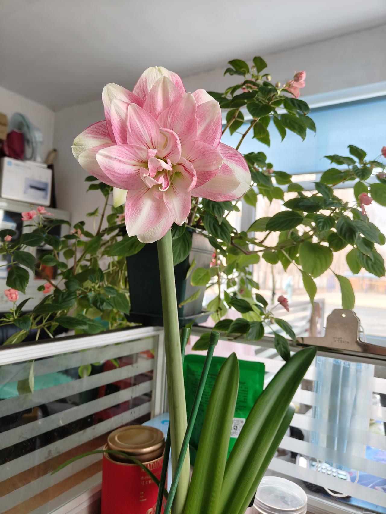 春天花会开[送心]