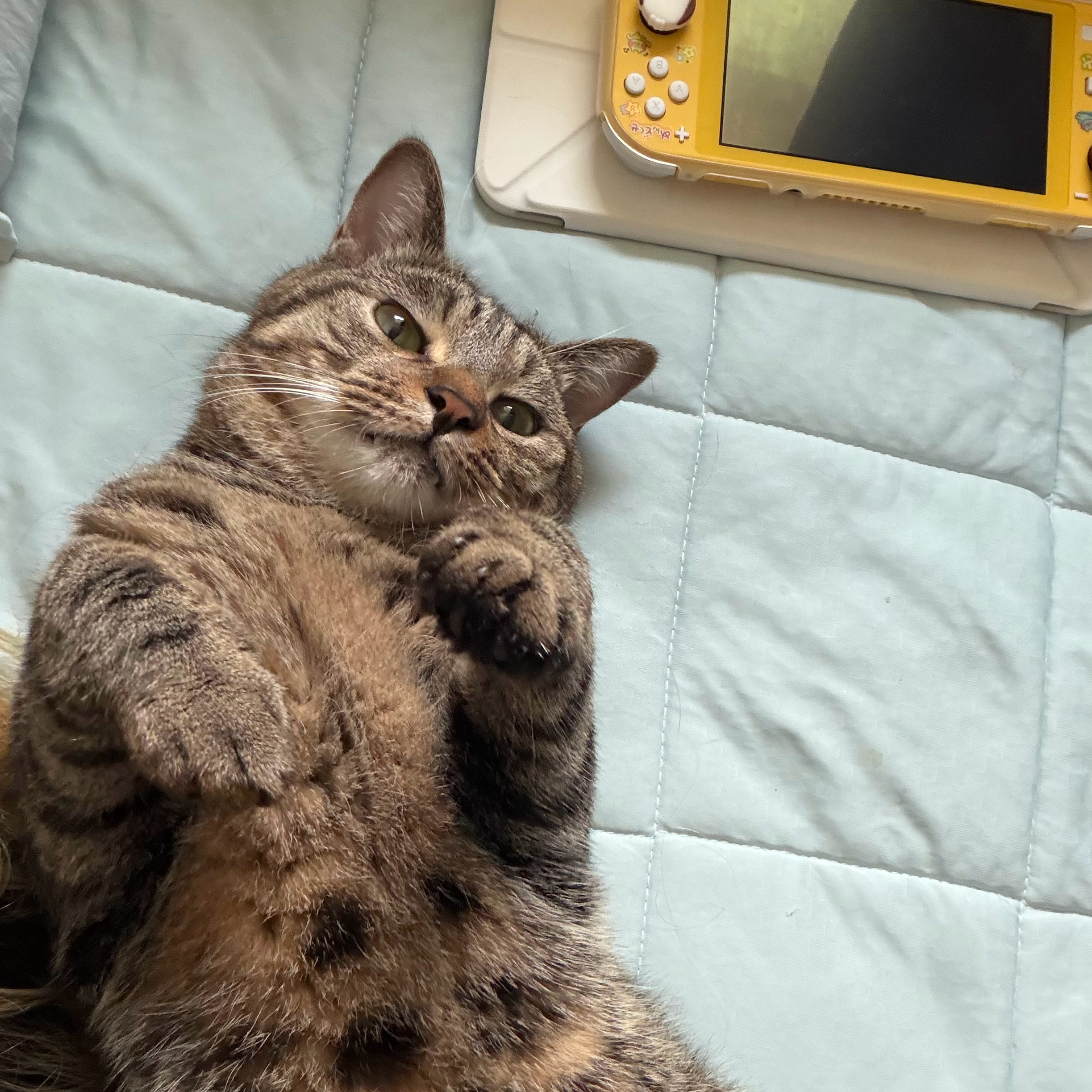 屑小猫 
