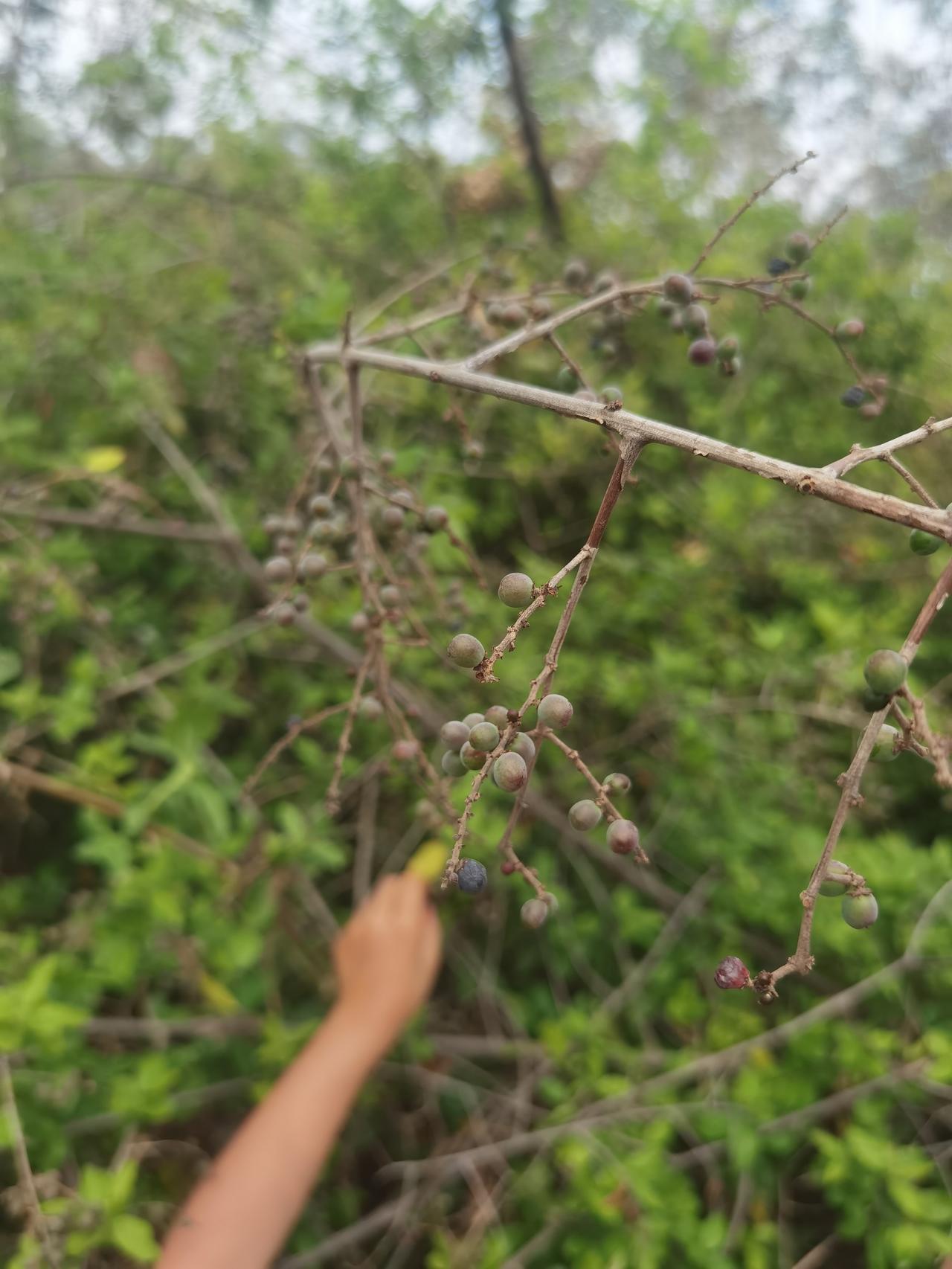 这是什么果，又有多少人认识呢？

这个是在野外山坡上看到的小果子。未成熟的有点青