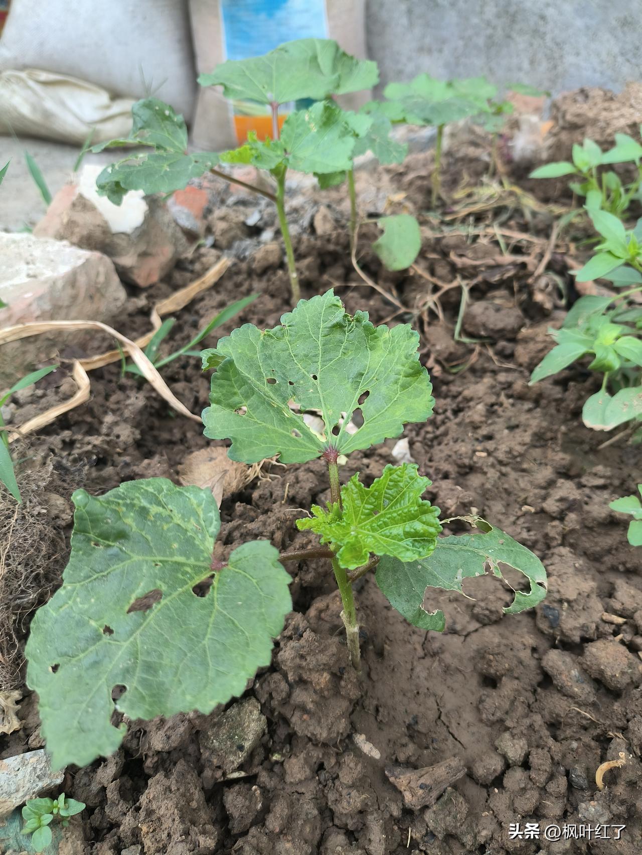 我早上起床后的主要任务是到菜地里逮蜗牛，次要任务还是抓蜗牛。但是天天抓还是天天有