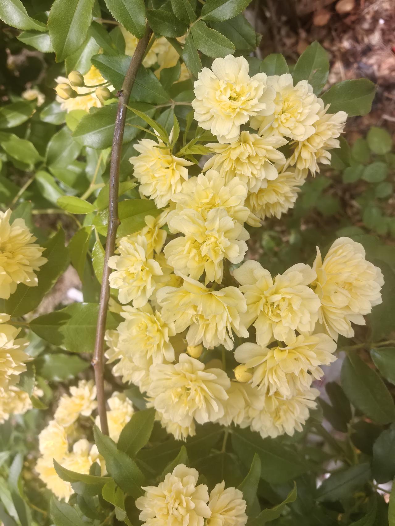 晒图笔记大赛小区院内的黄色蔷薇花