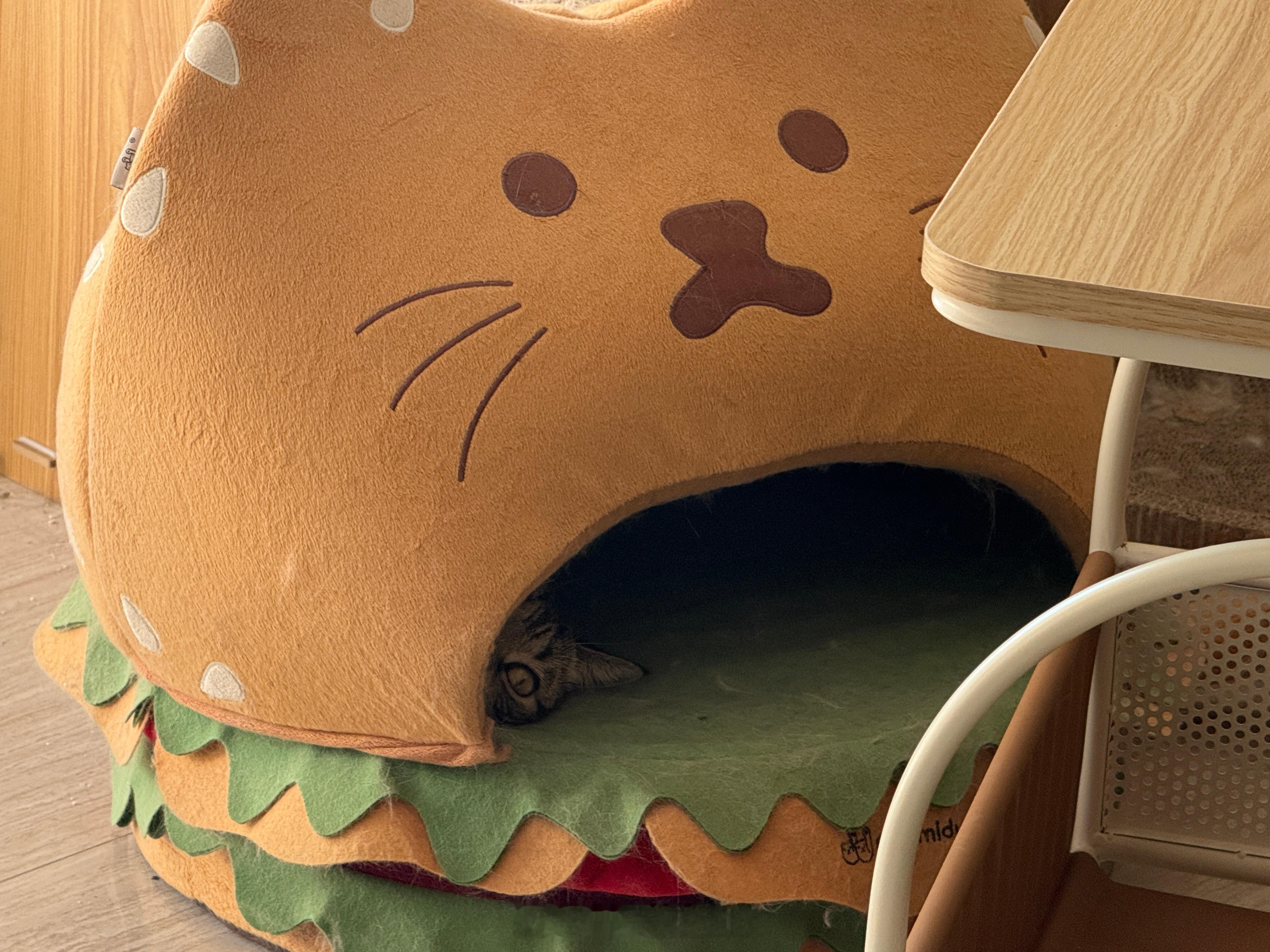 躺猫窝里猫猫祟祟地偷看！我会视奸你到！永远！ 