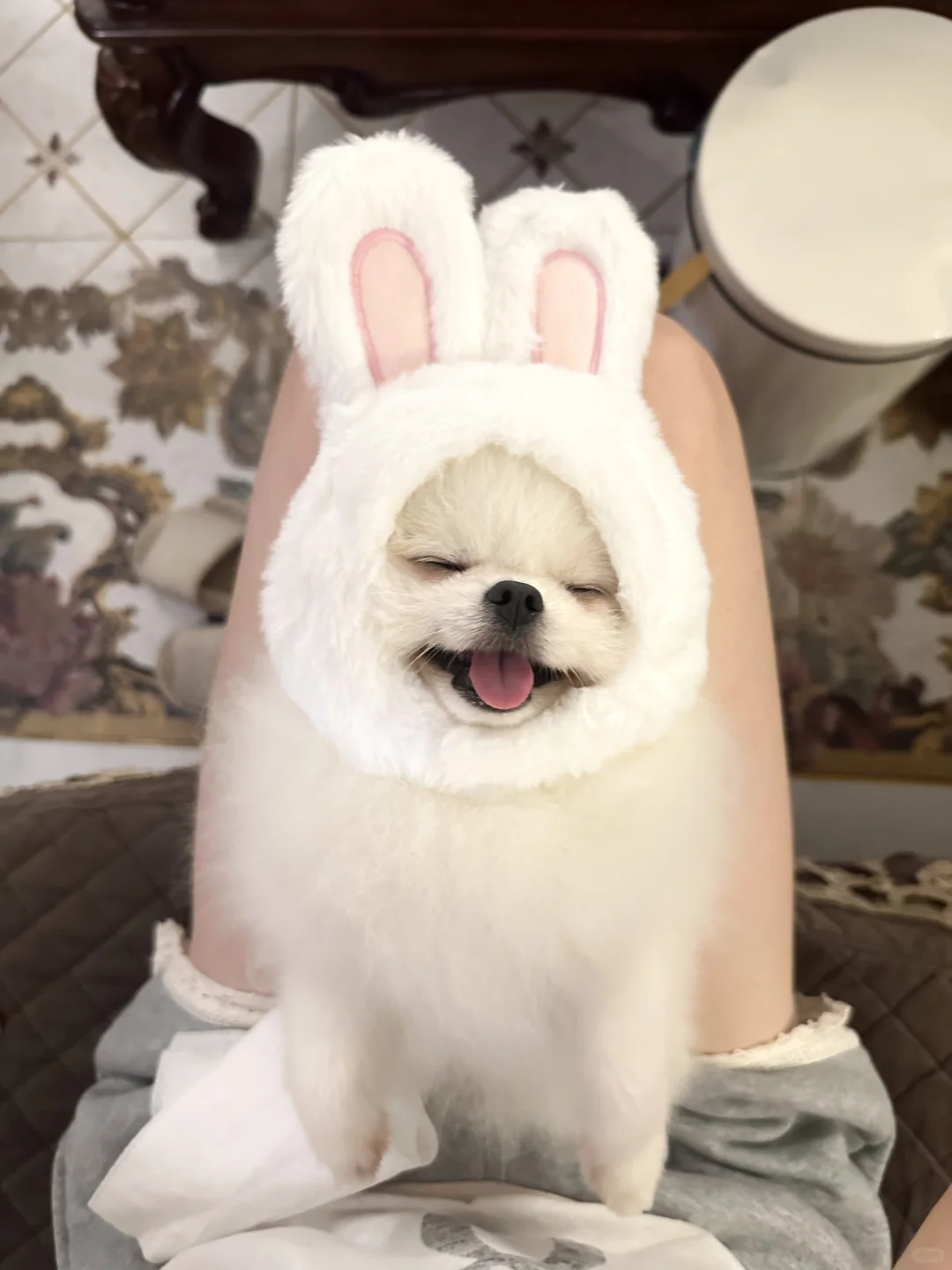 进来看会动的小兔子🐰