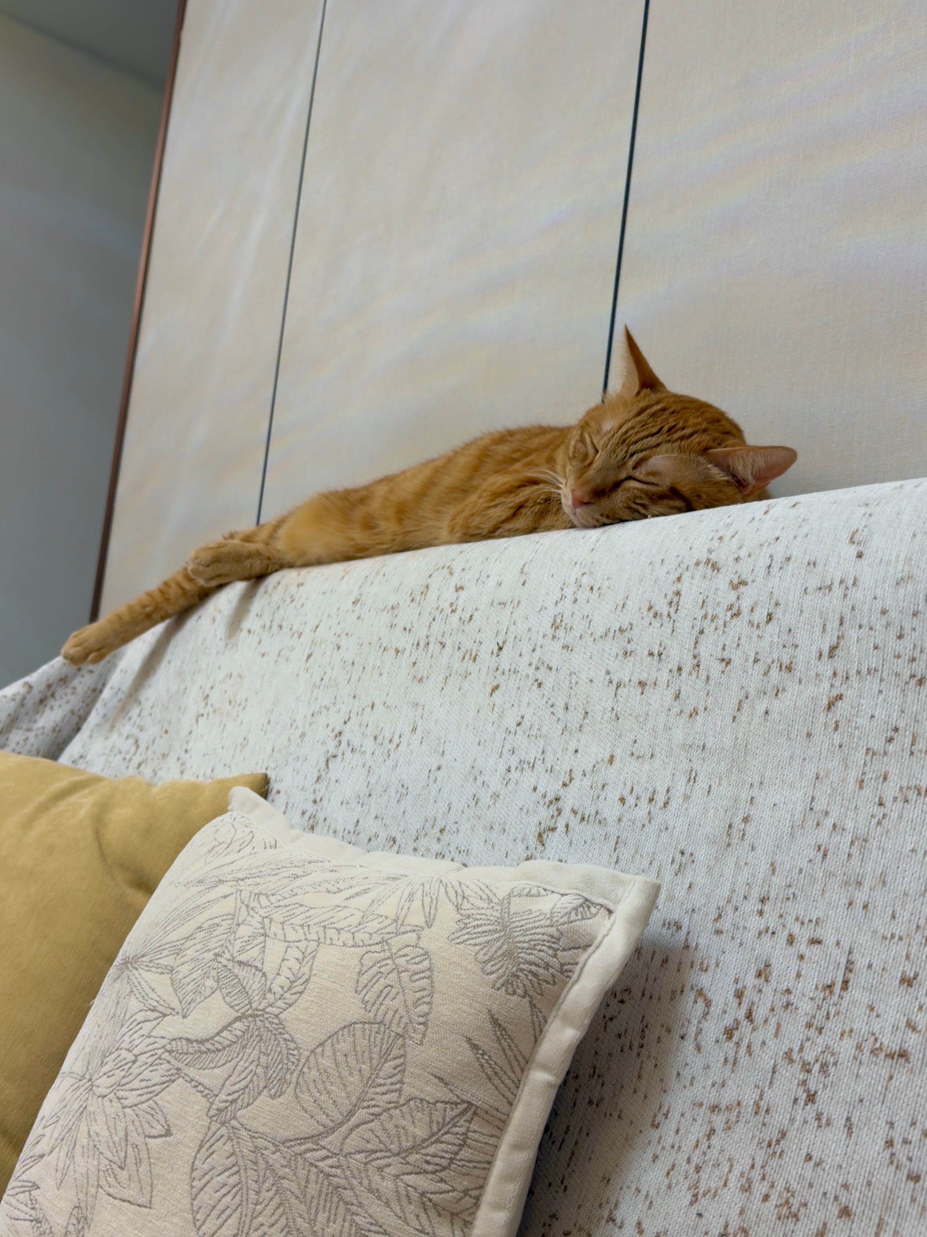 黄猫和翻子从小就跟了我 所以我拥有两个跟 