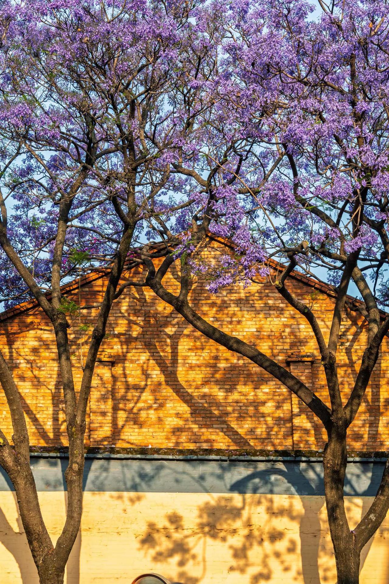 昆明教场中路蓝花楹。昆明教场中路蓝花楹