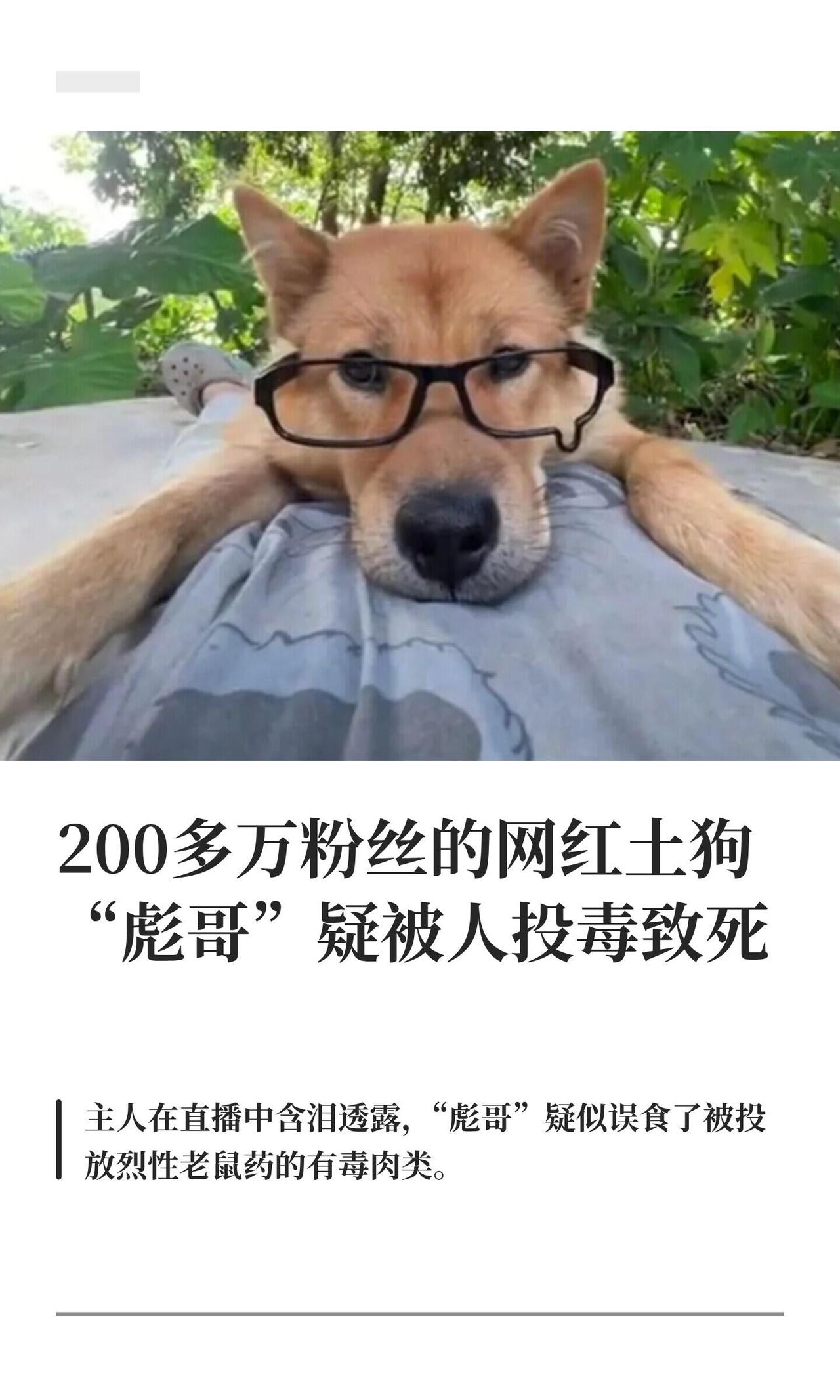 200多万粉丝的土狗“彪哥”没了，好多网友直接破防。

它就是那只戴眼镜、叼冰棍