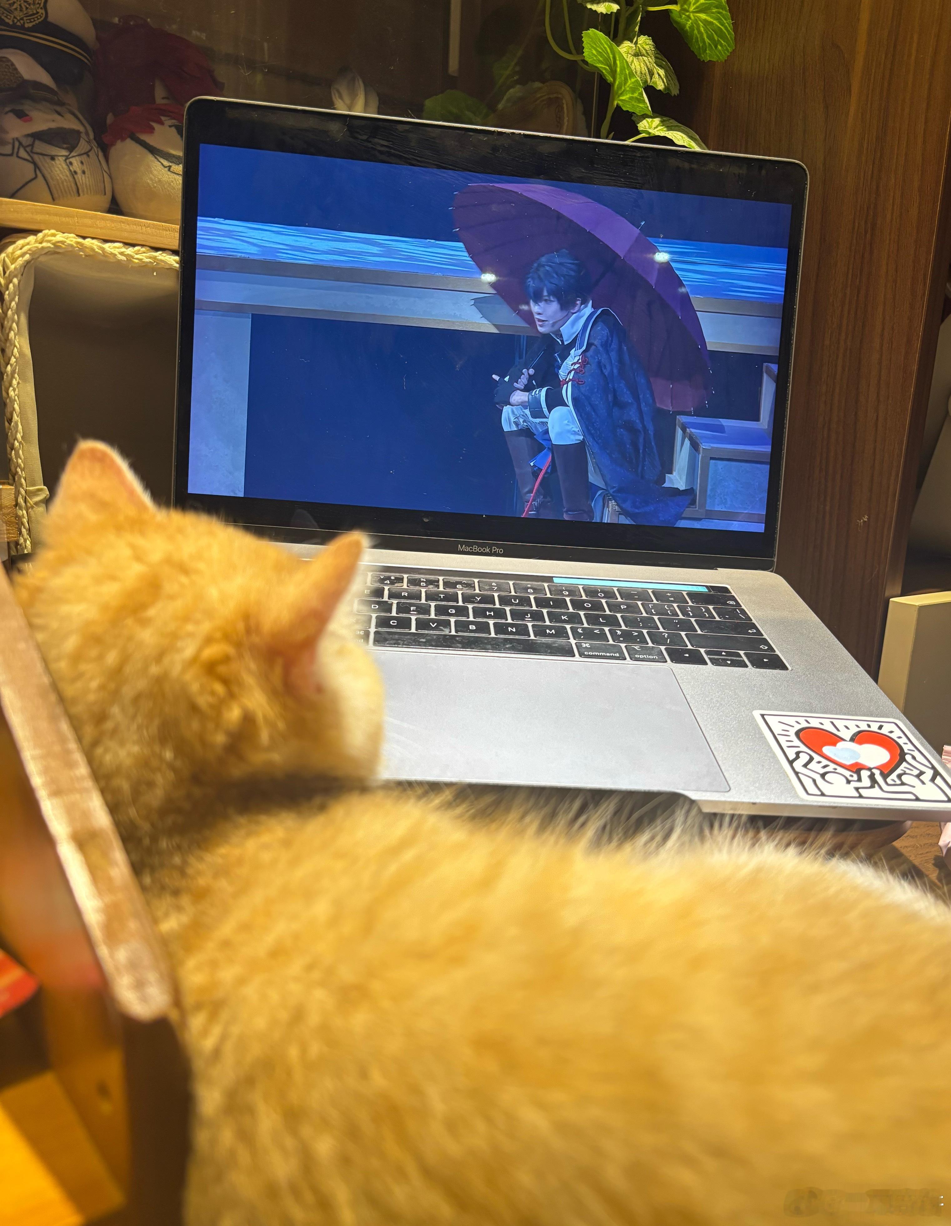 感觉家猫爱看药舞（？）这是我至今为止在电脑上播各类视频以来此猫看得最安静的一次 