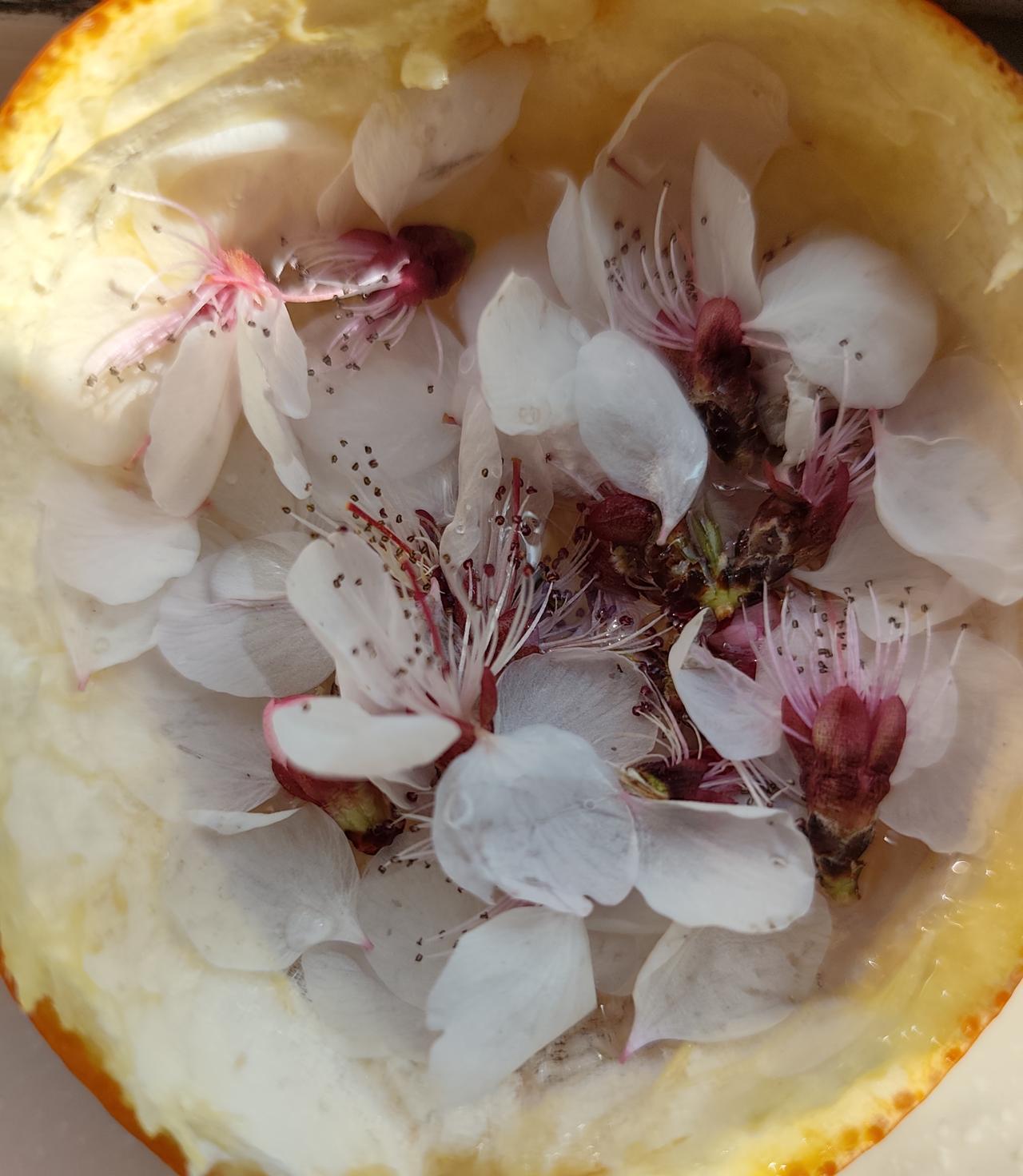 晒晒你相册里的花开图片儿吧