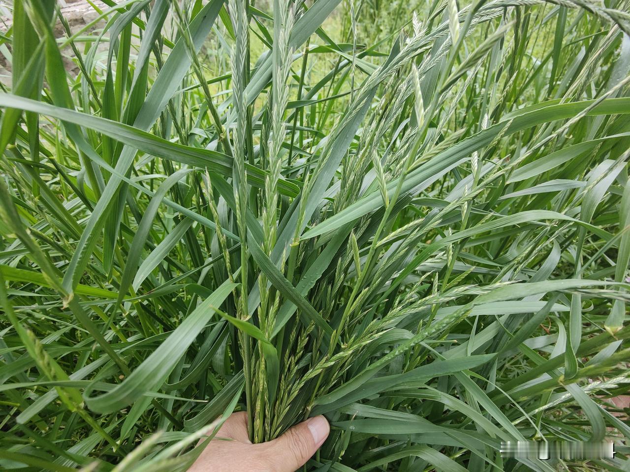 在种植方面，又是一种恶性杂草。尤其是最近几年，发生蔓延迅速快，已经蔓延到我国北部