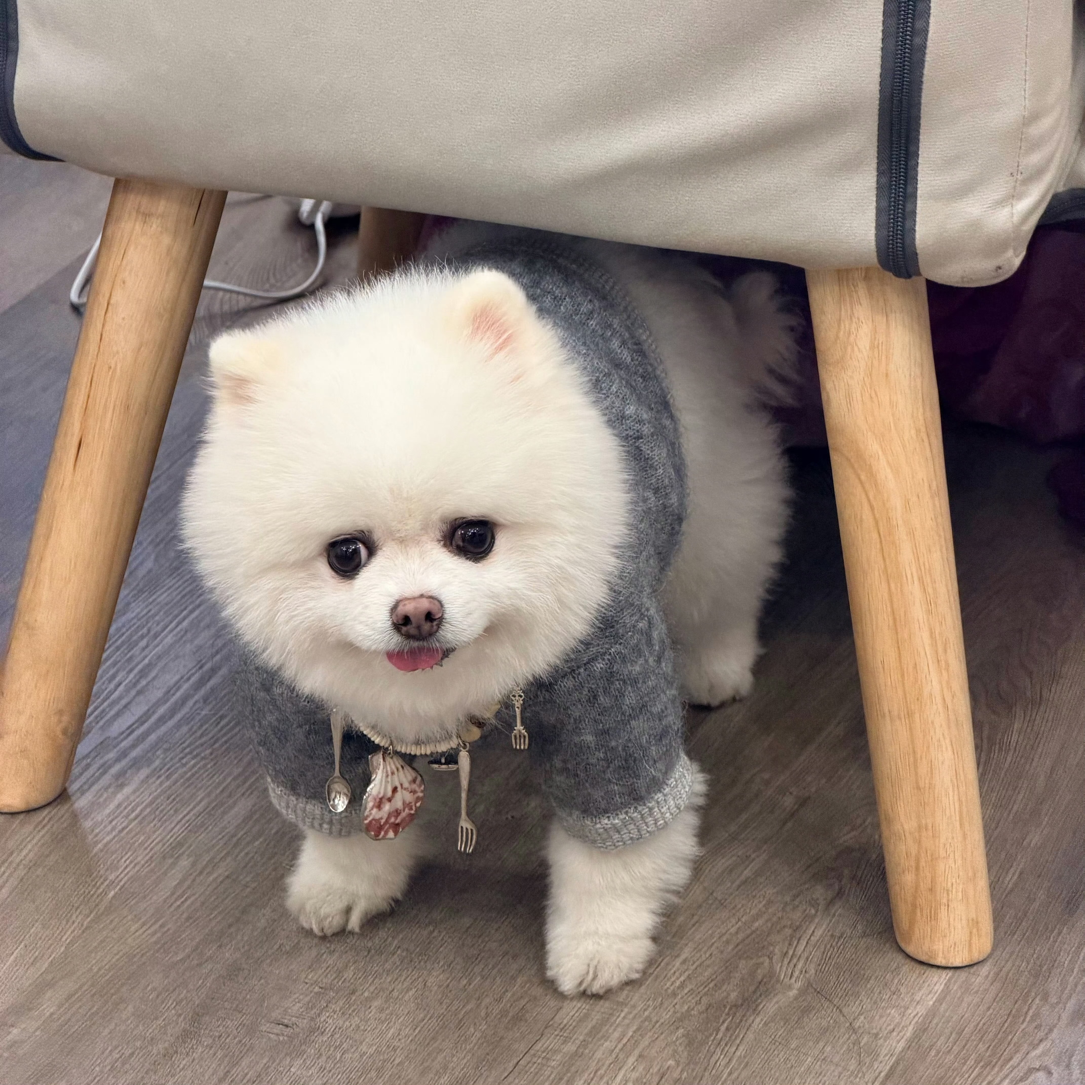 很难把这么萌的老巧和电钻般的呼噜声结合在一起 