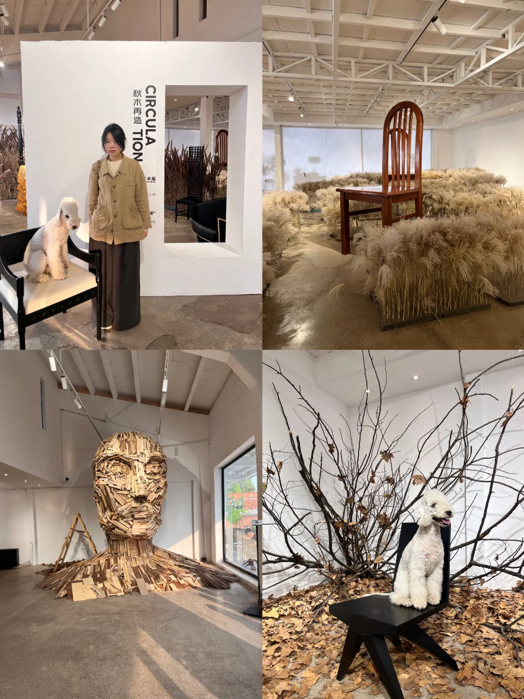 昆明|可以带小狗去的艺术展