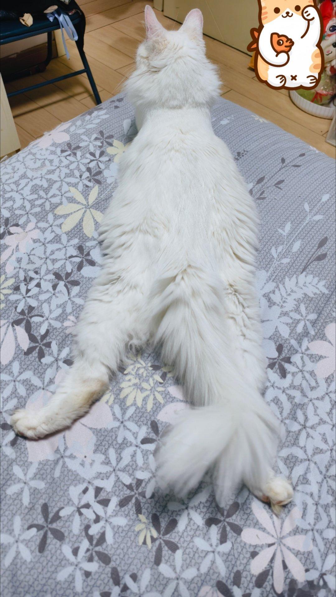 《猫条》 