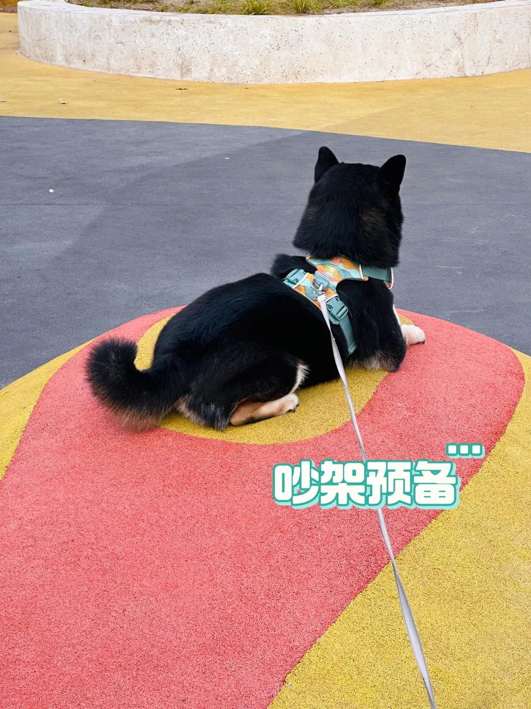 吵架小狗变身巨型黑猫