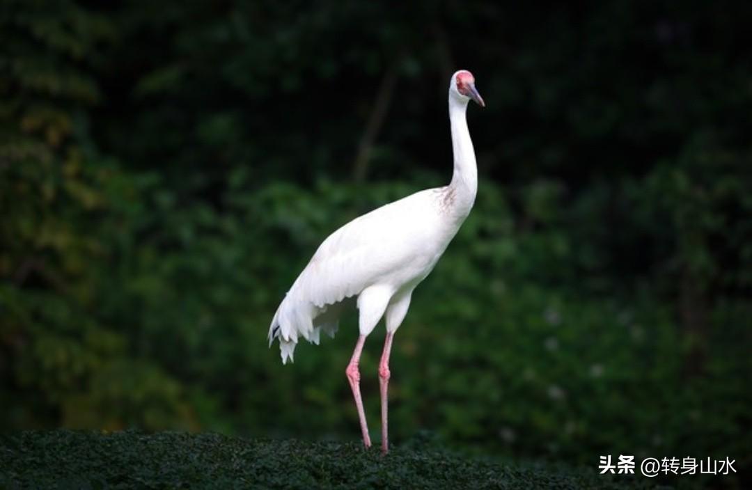 你发现没有，
大多数长寿的老人，
都有这5个良好的生活习惯。

一、吃饭有谱。