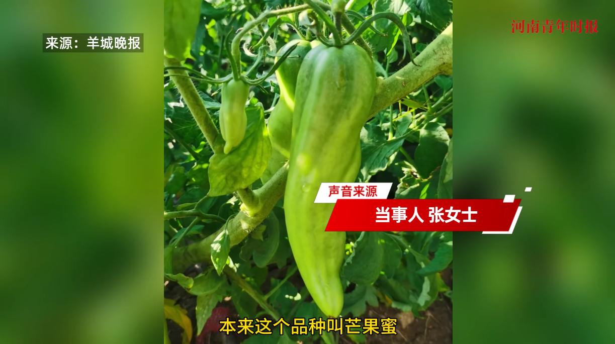 “活久见！”近日，黑龙江，一女子买来了一些番茄种子后，将它们种在家里，可谁知长出