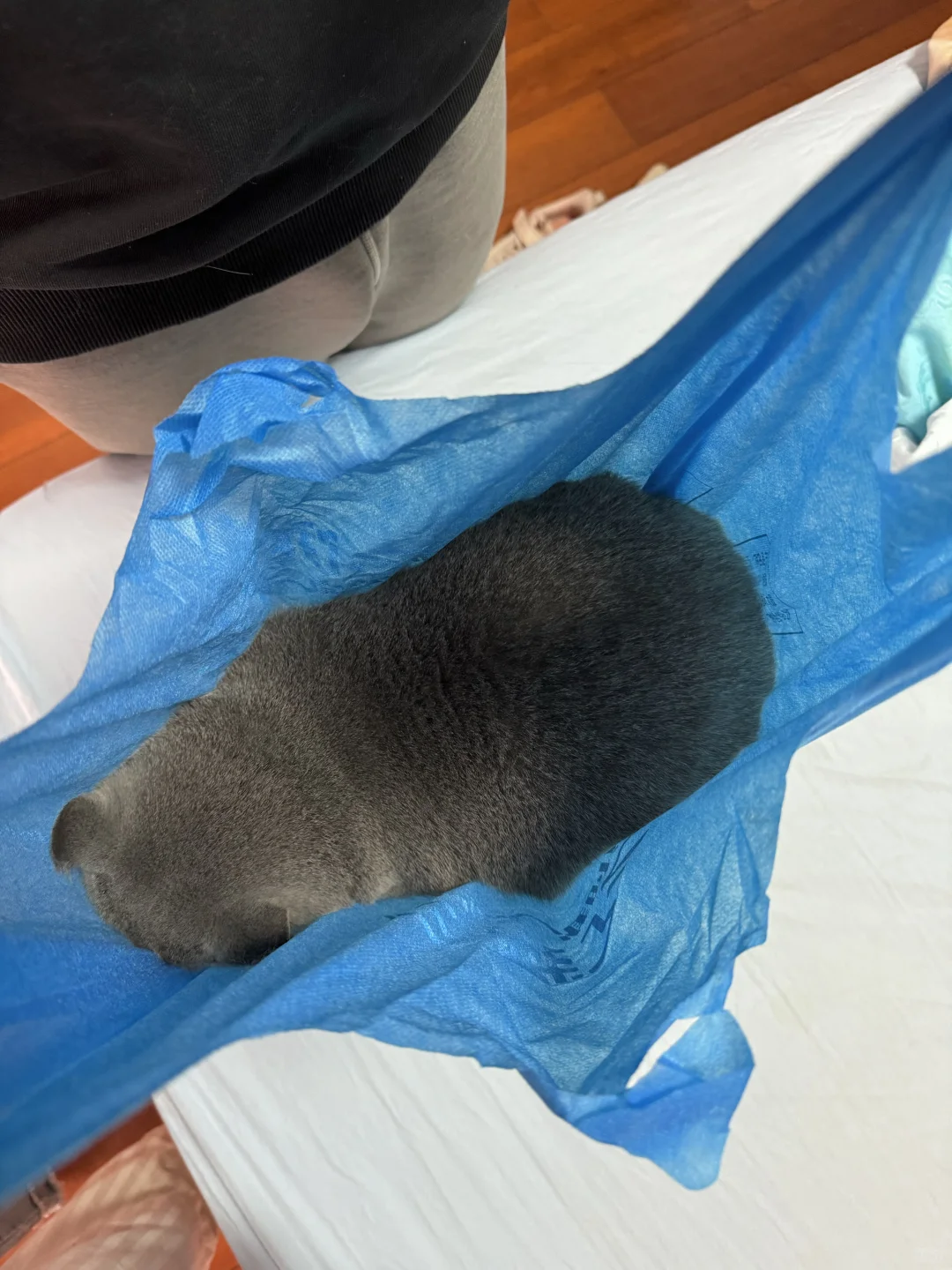 不懂就问，长毛的海参还能吃吗？