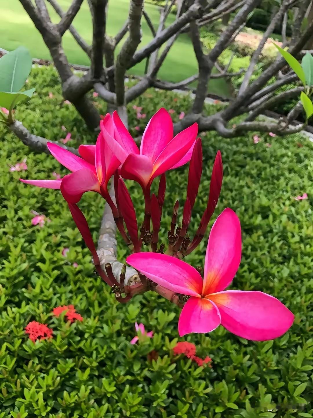 这种孝值得吗？邻居老母亲刚刚80岁，晚上突发脑溢血不省人事。

拨打120拉到心