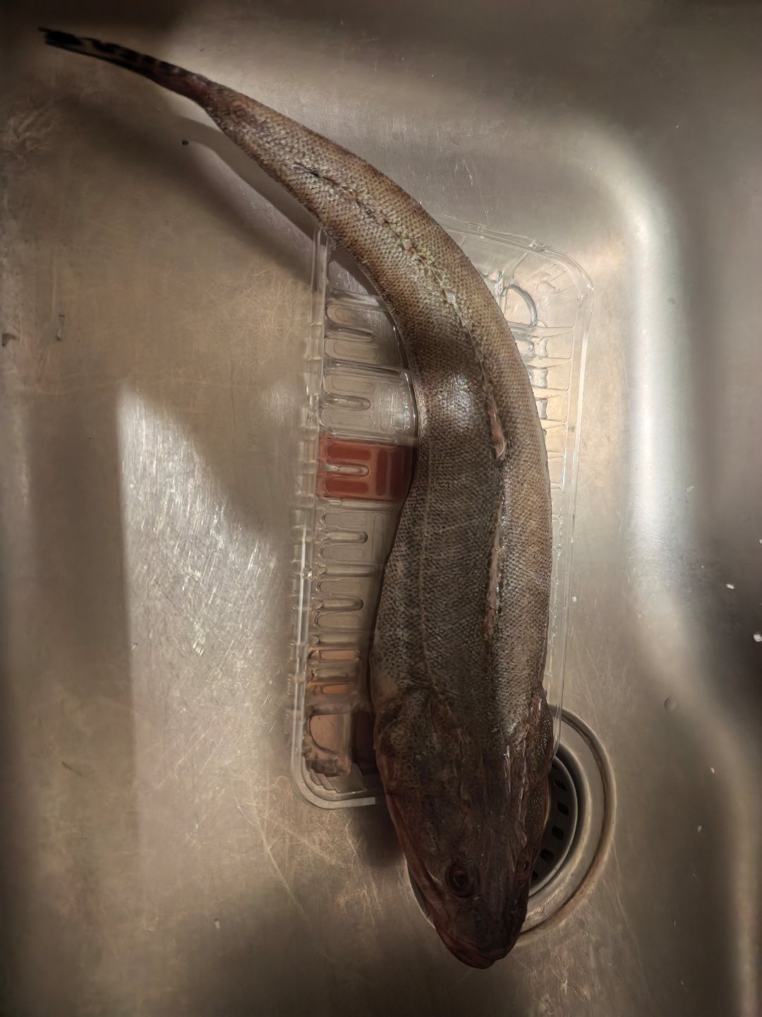 江浙娃说说这鱼叫啥……吃了好几条了，不知道它叫啥，现在再搞一条